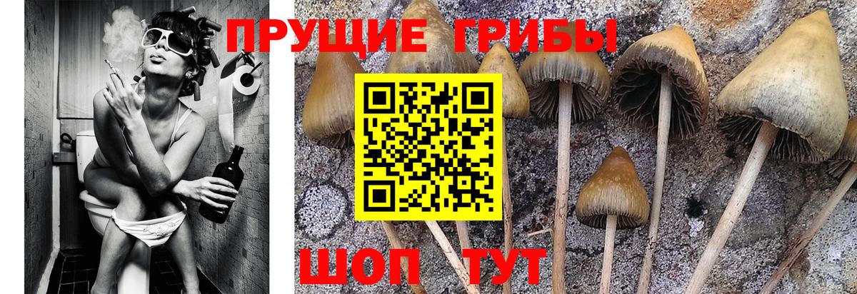 Псилоцибиновые грибы GOLDEN TEACHER  Вход с VPN  где можно купить   Трёхгорный  Псилоцибиновые грибы Magic Shrooms 